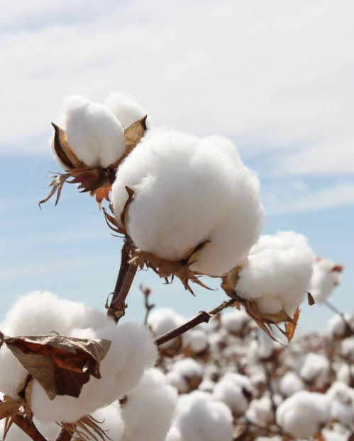 Fashion and Ecology Transition
